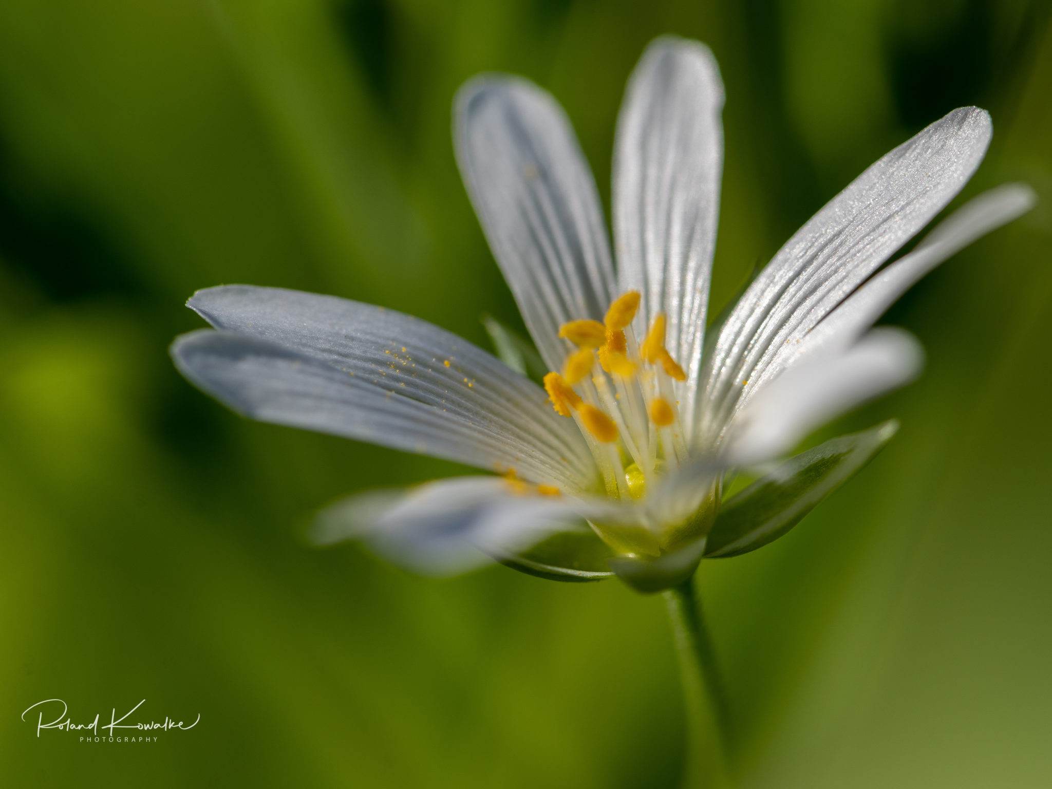 Frühjahr in unserem Garten Frühjahr in unserem Garten